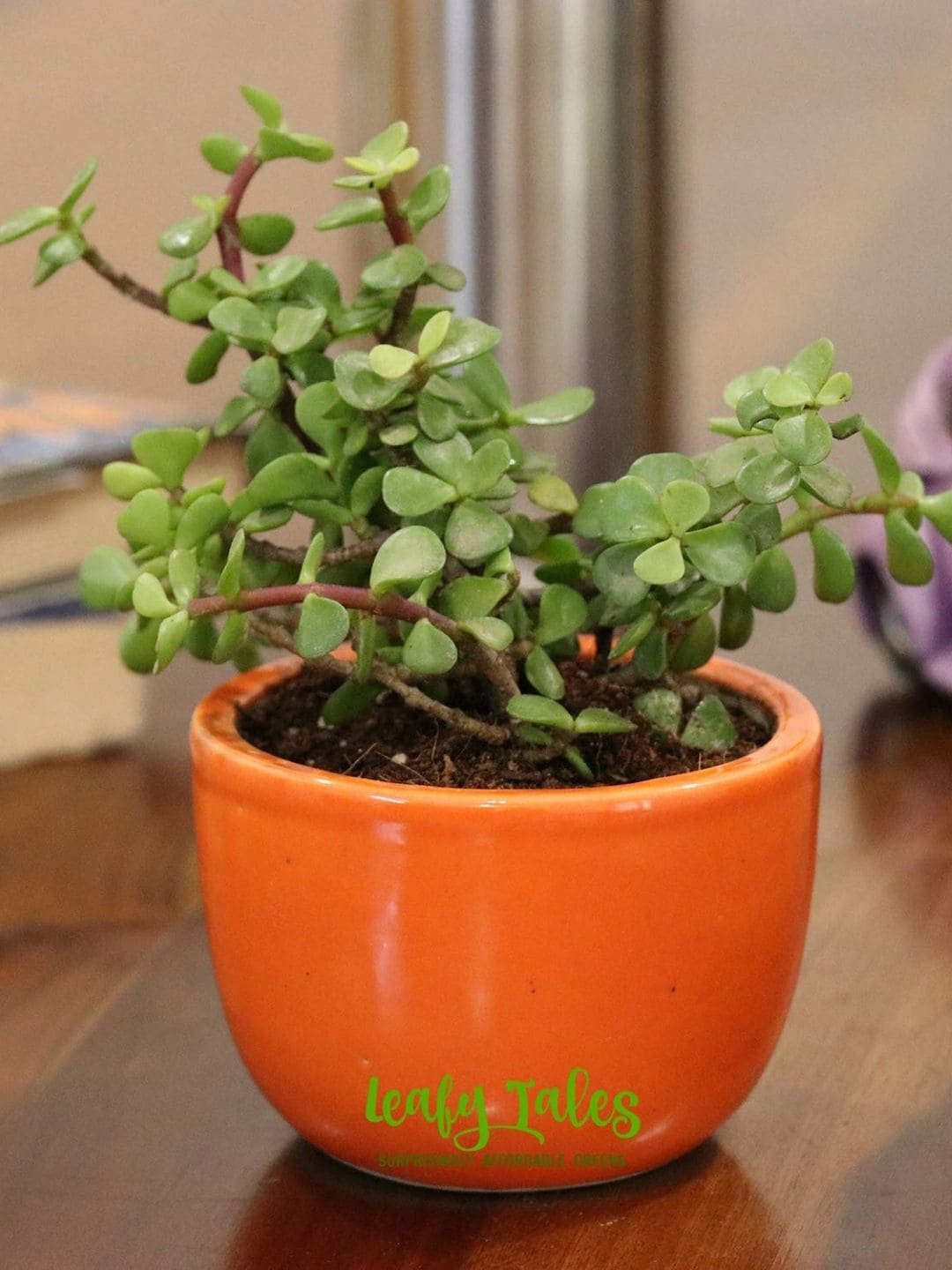 

Leafy Tales Indoor Jade Plant With Pot-5.9 Inch, Green