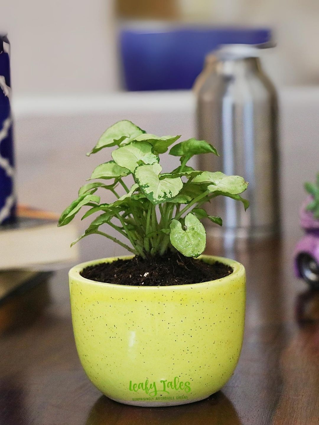 

Leafy Tales Indoor Herbs Live Plant with Pot- 3 inches, Green