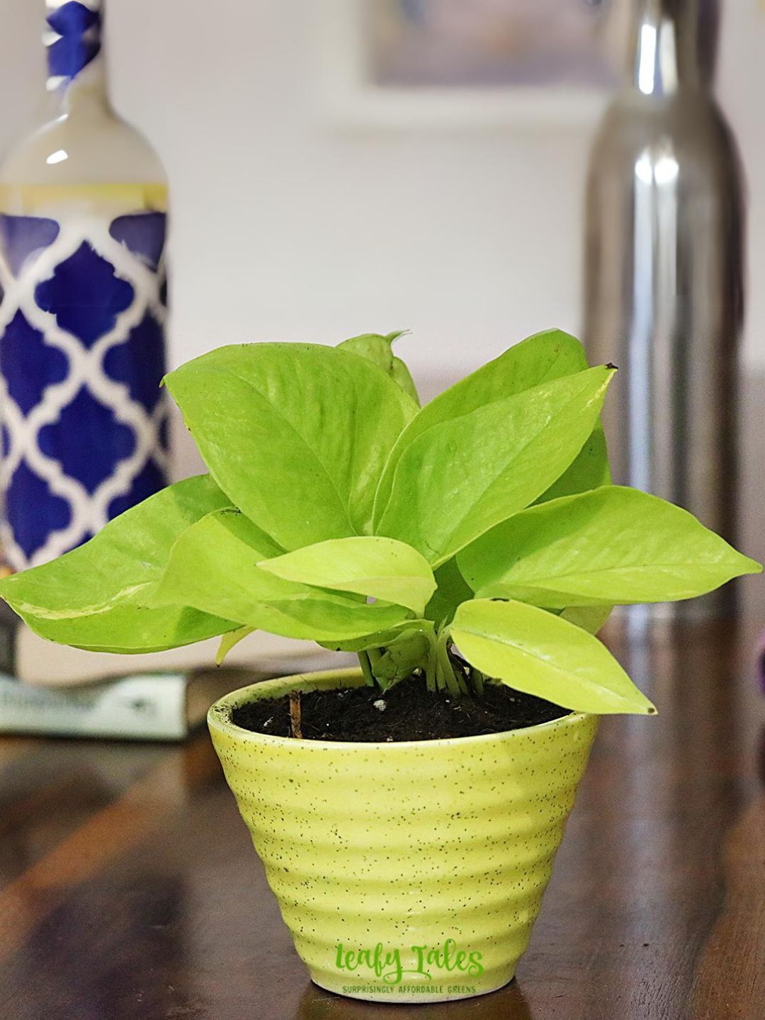 

Leafy Tales Golden Money Plant With Yellow Conical Ceramic, Green