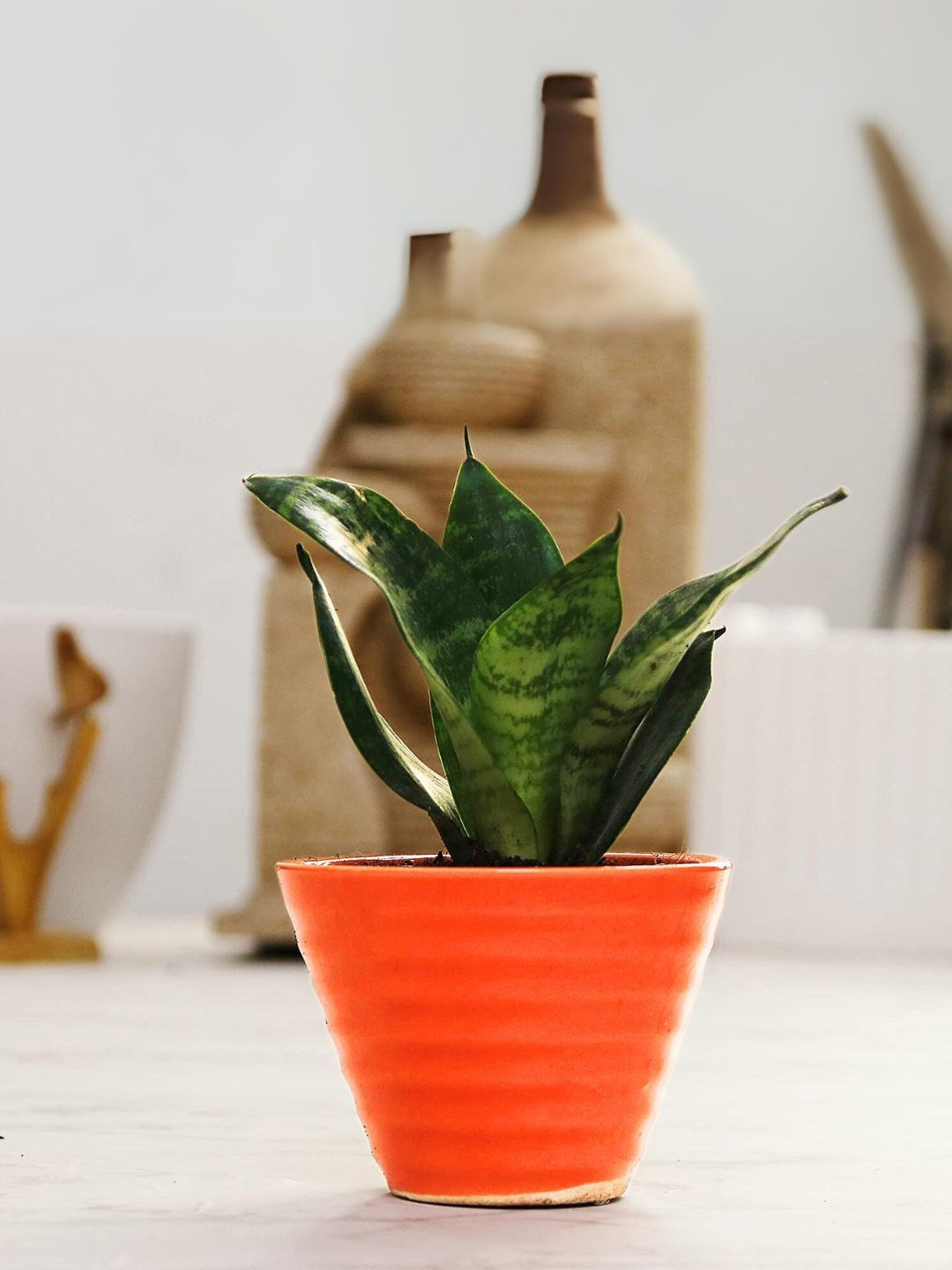 

Leafy Tales Snake Plant With Ceramic Pot, Green