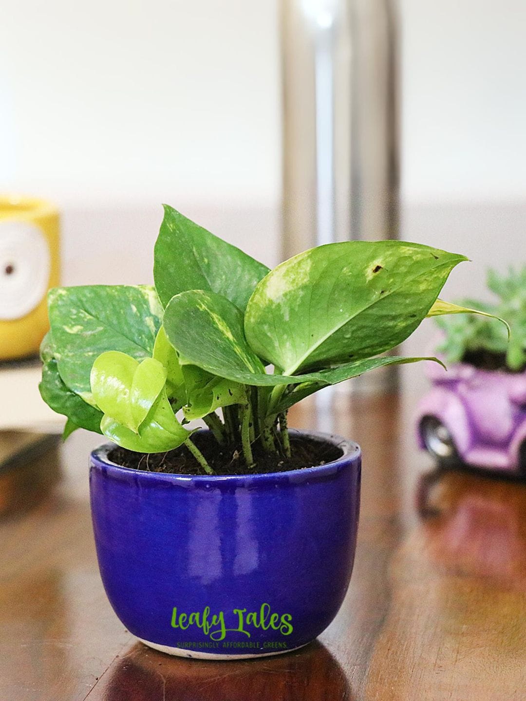 

Leafy Tales Herbs Indoor Live Plants, Green