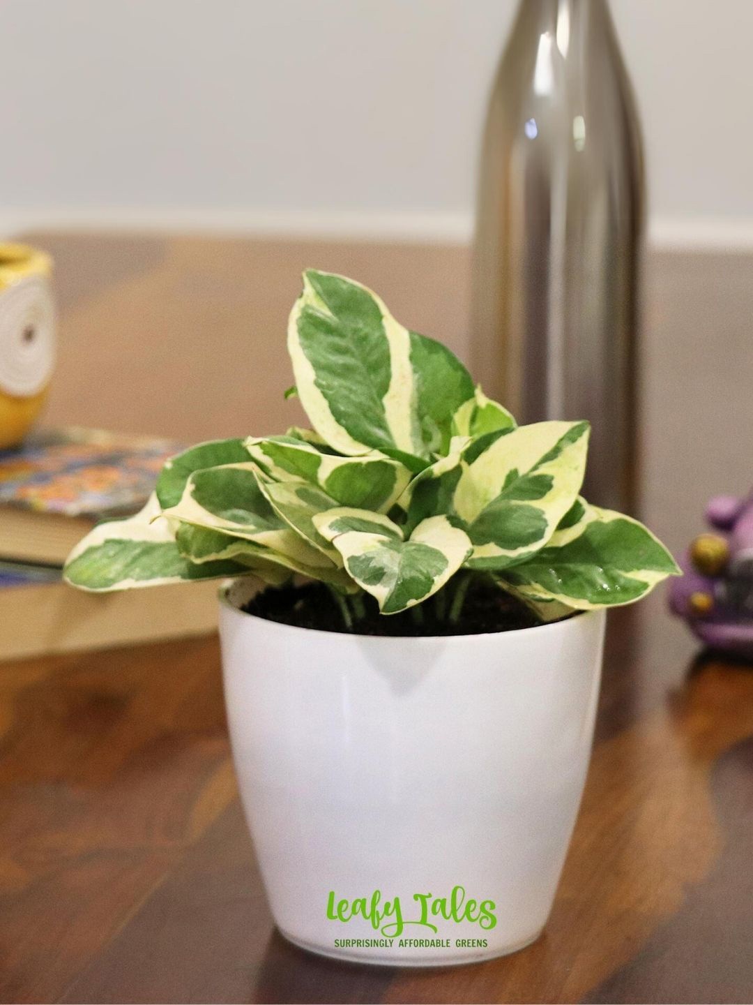 

Leafy Tales Indoor Jade Plant With Pot-12 Inch, Green