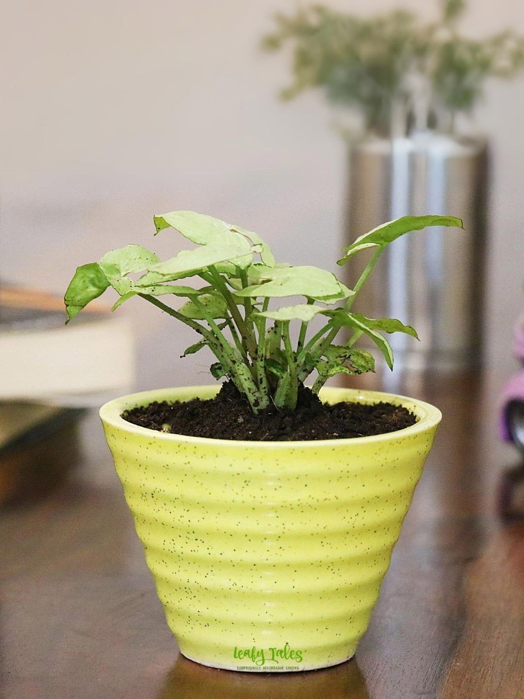 

Leafy Tales Indoor Plants Syngonium With Conical Pot, Green