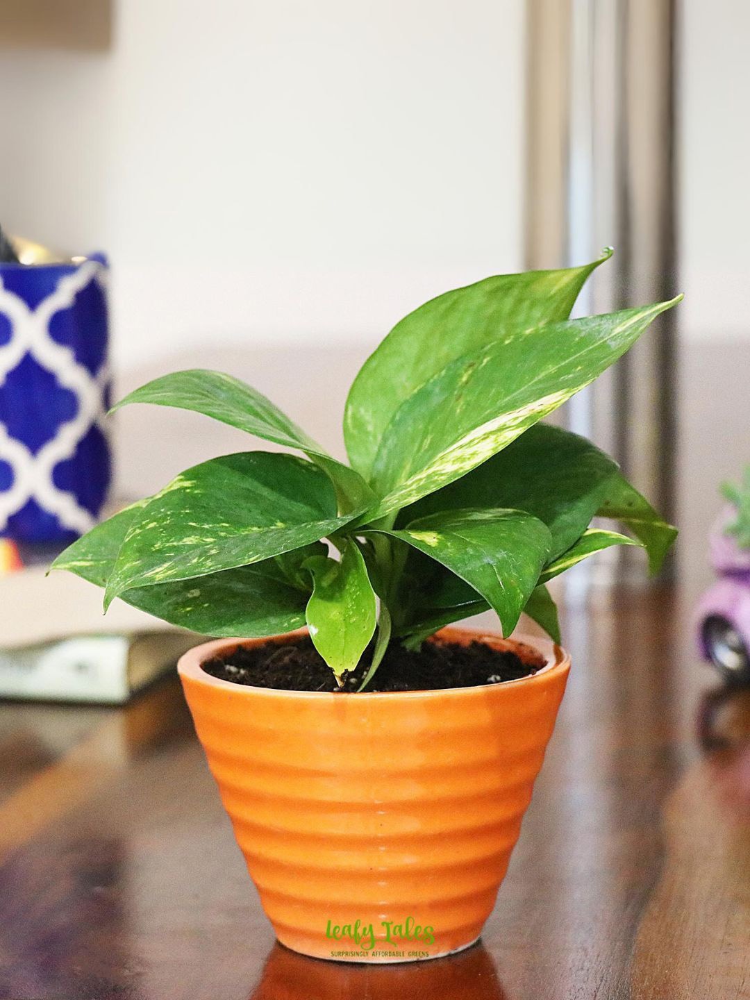 

Leafy Tales Indoor Plant with Pot, Green