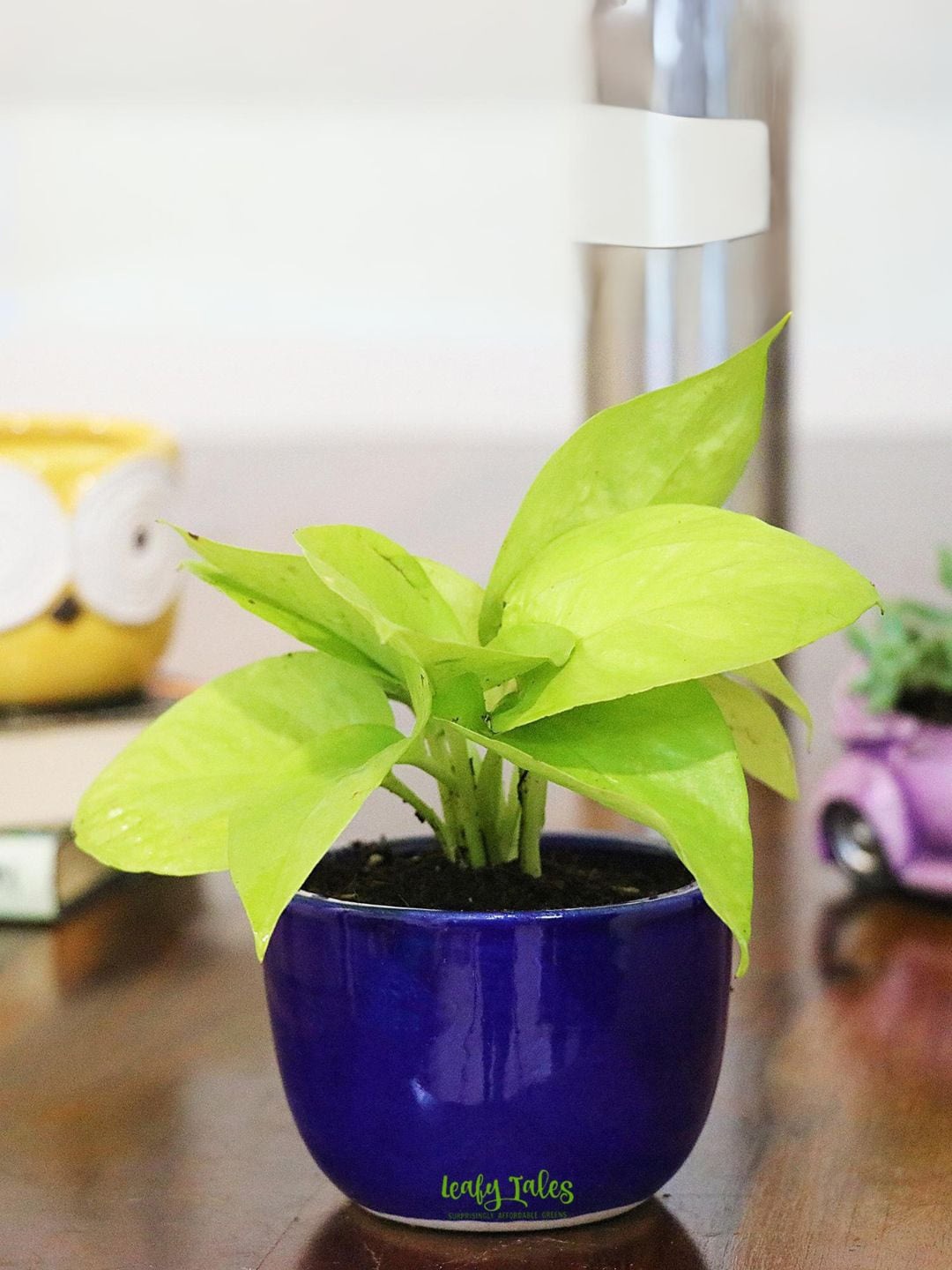

Leafy Tales Indoor Herbs Live Plant with Pot- 3 inches, Green