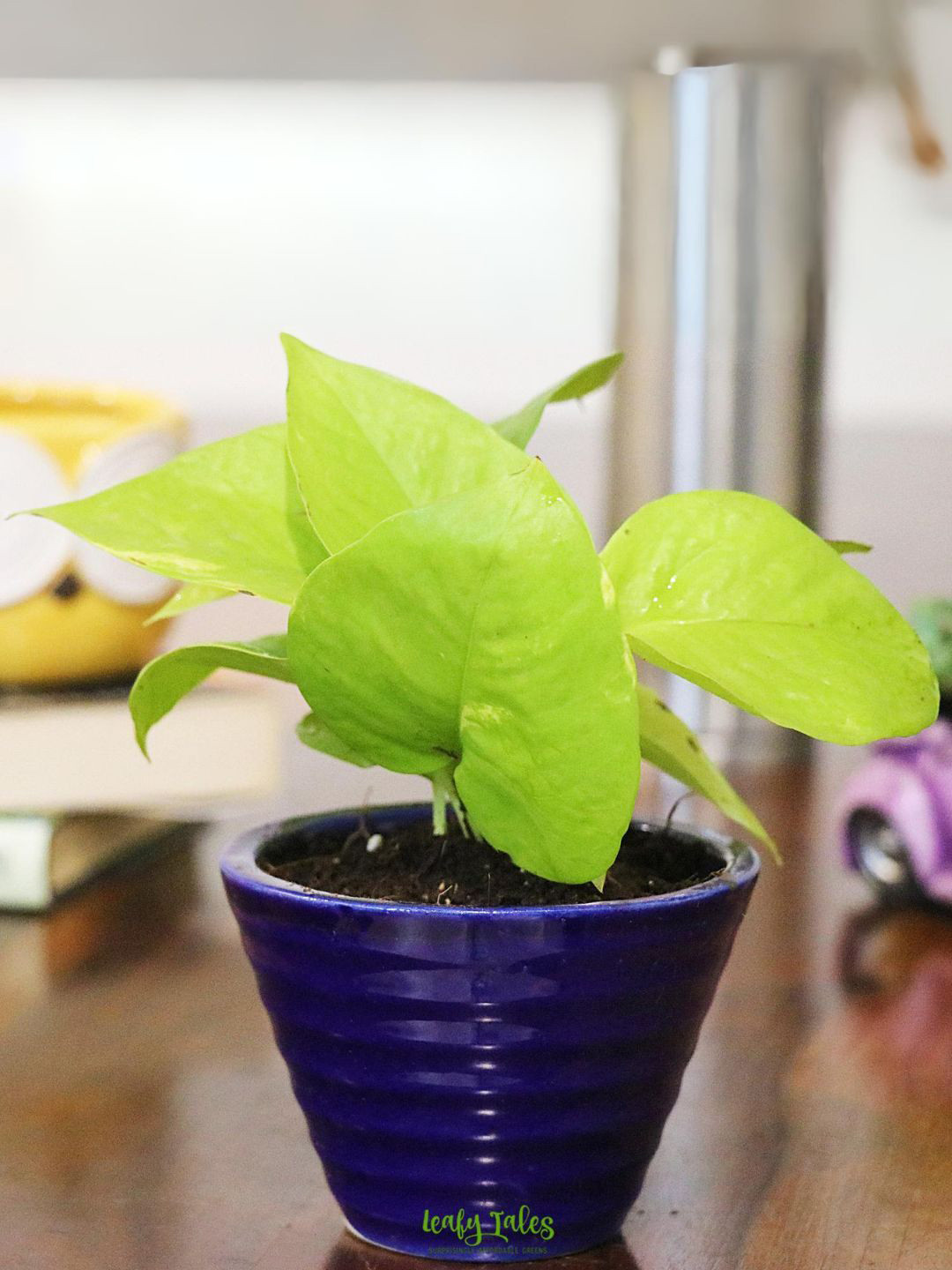 

Leafy Tales Money Plant Indoor Plant & Pot, Green