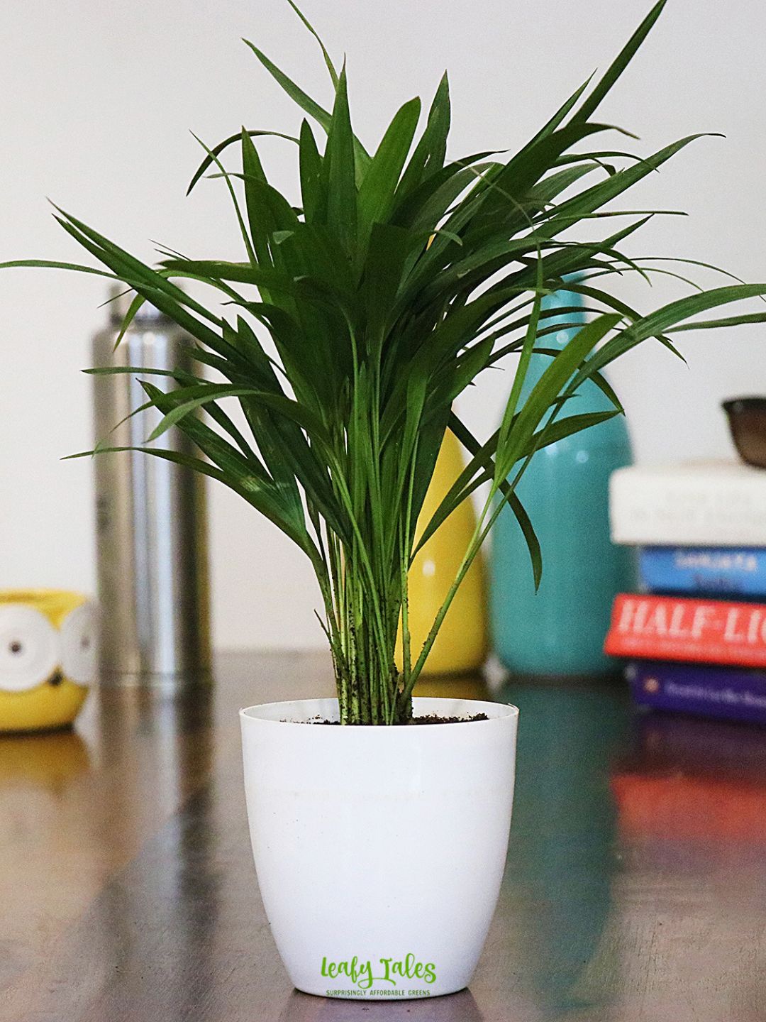 

Leafy Tales Areca Palm In Plastic Pot, Green