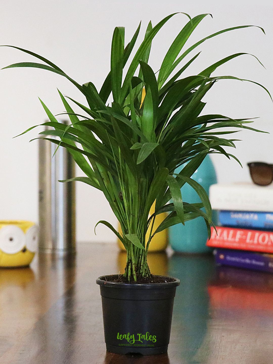 

Leafy Tales Areca Palm In Plastic Pot, Green