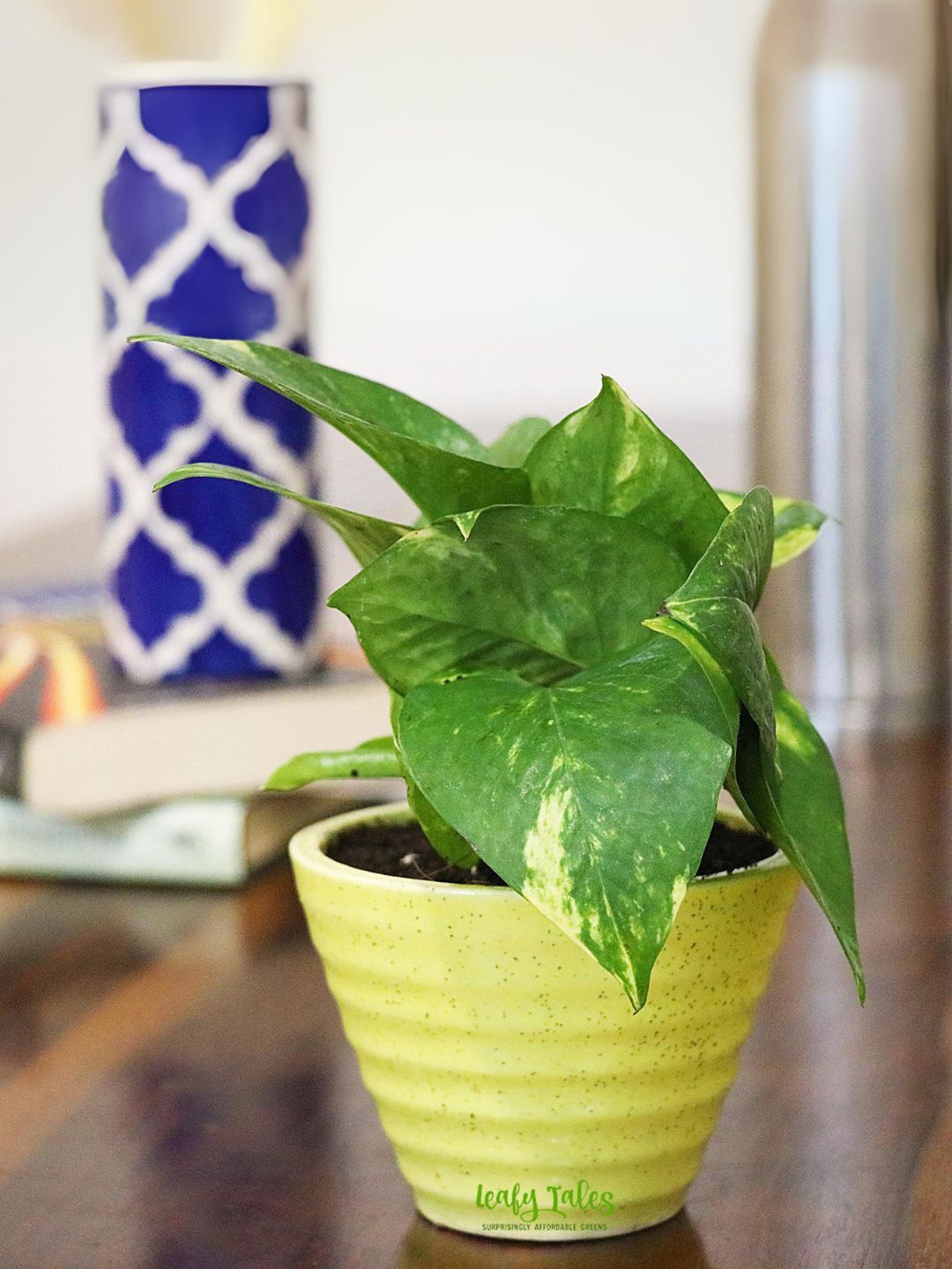 

Leafy Tales Money Plant With Ceramic Pot, Green