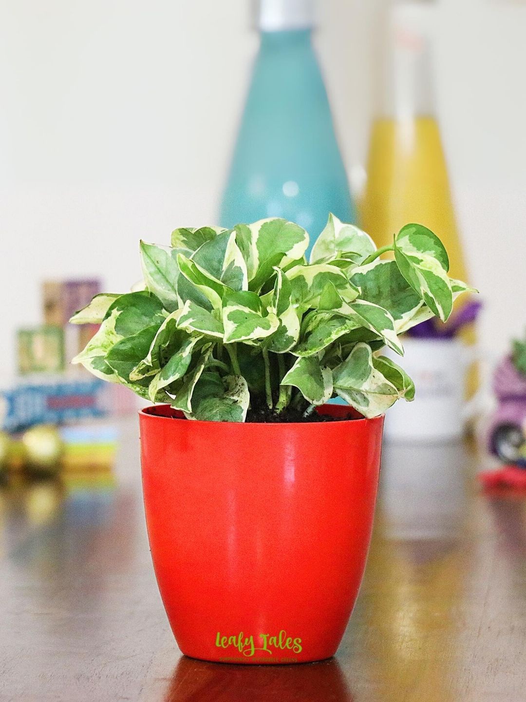 

Leafy Tales Indoor Herbs Live Plant with Pot- 3 inches, Green