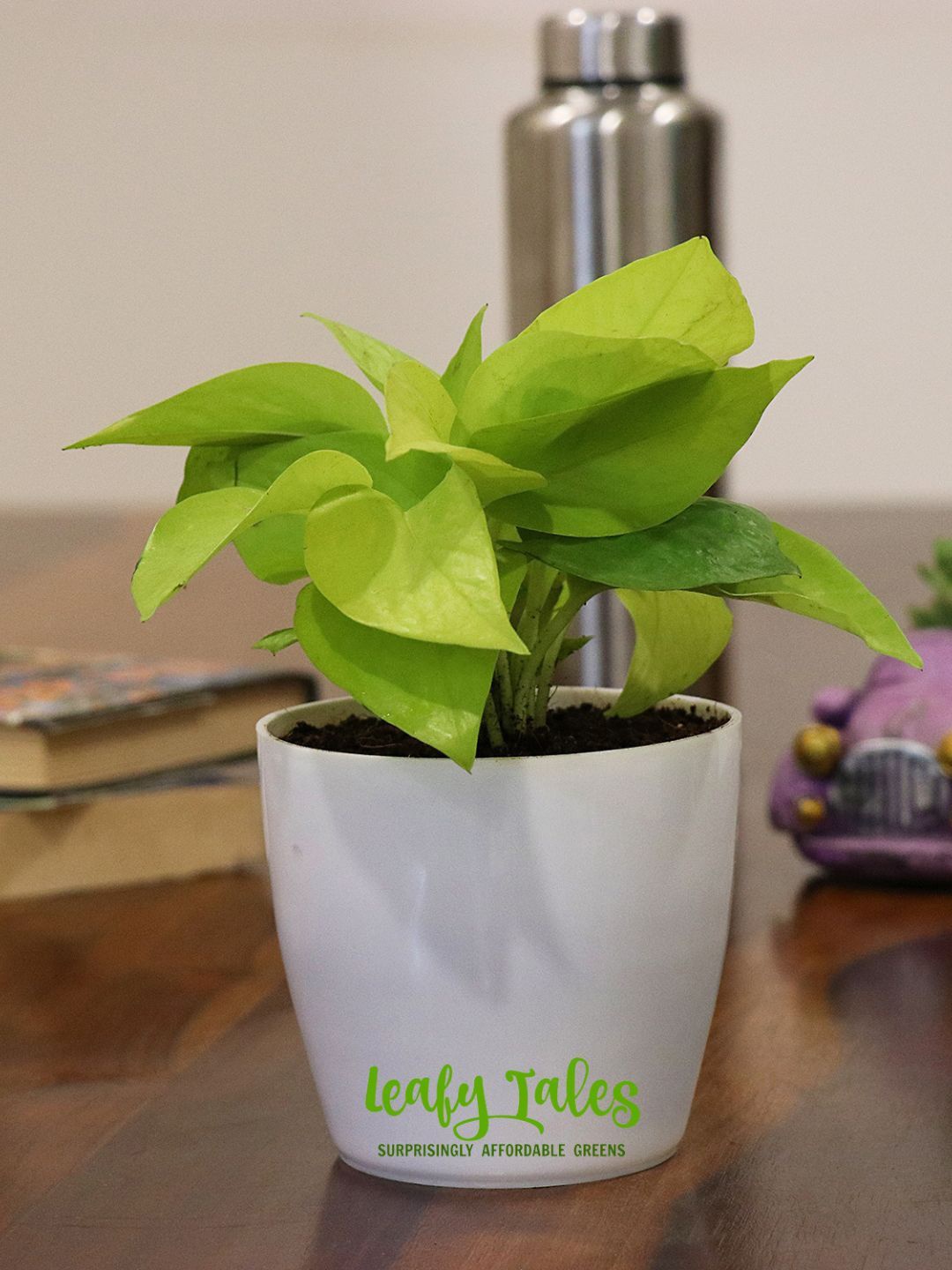 

Leafy Tales Money Plant In Plastic Pot, Green