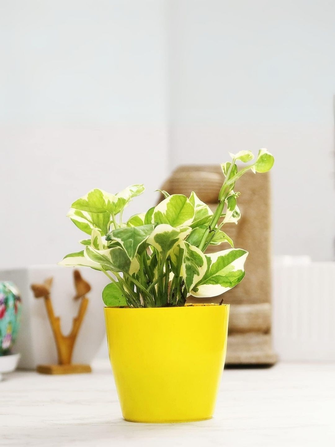 

Leafy Tales Unisex Green Live Plants