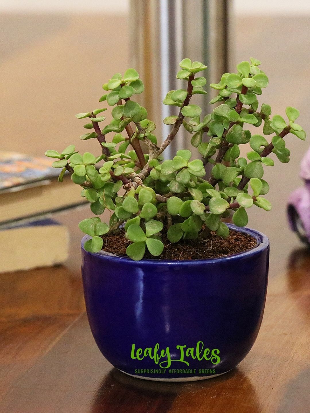 

Leafy Tales Jade Plant In Conical Ceramic Pot, Green