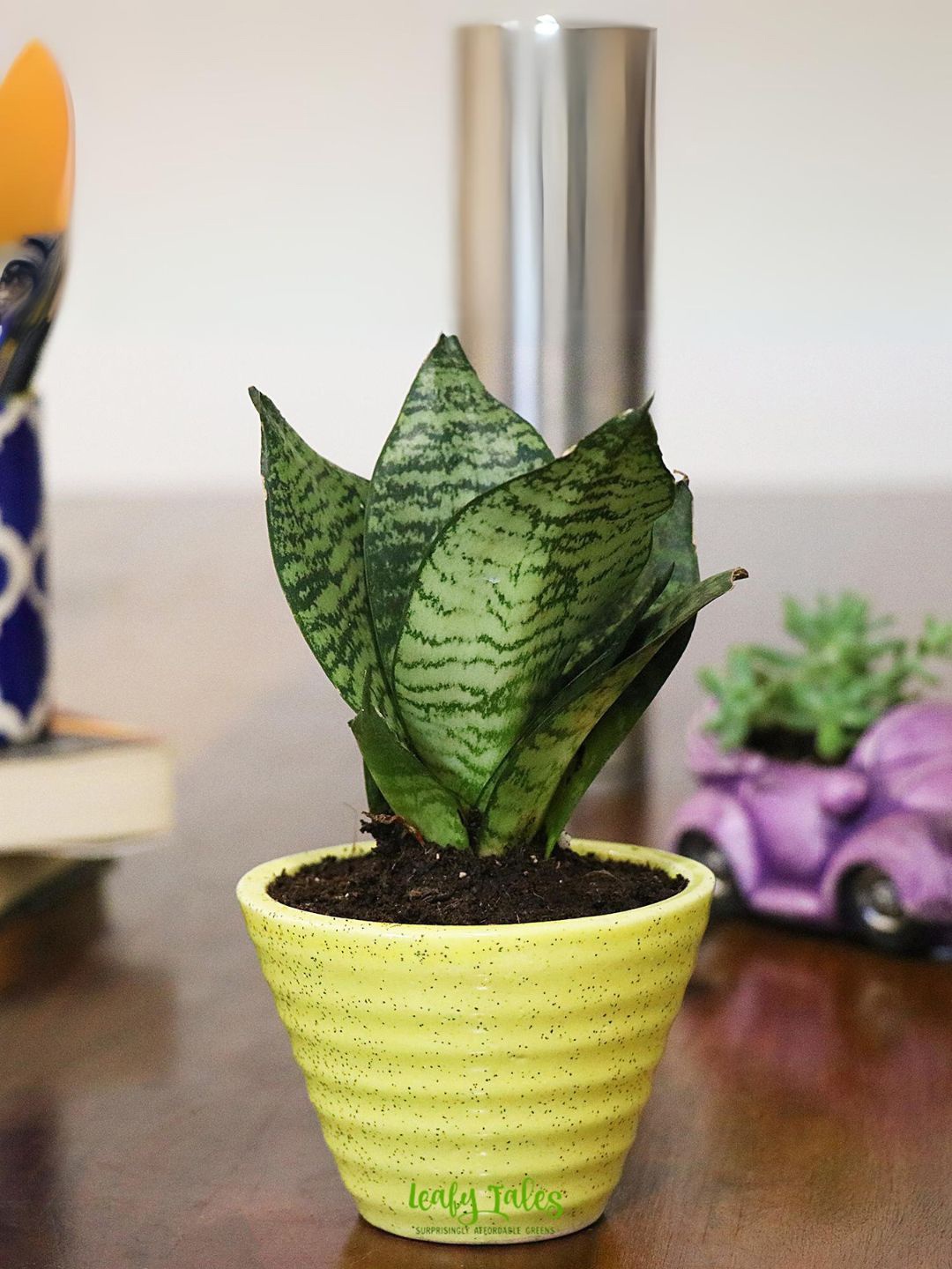 

Leafy Tales Sansevieria Plant With Ceramic Pot, Green