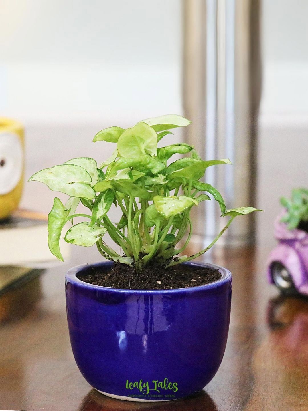 

Leafy Tales Syngonium Plant With Pot, Green
