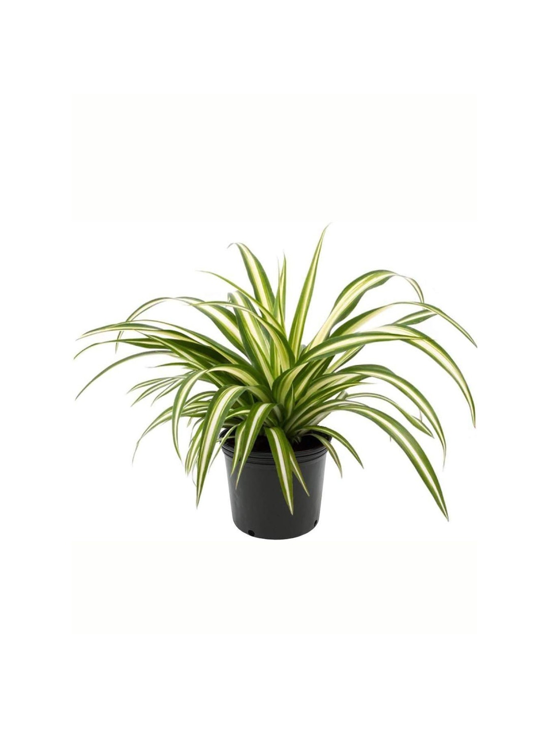 

Leafy Tales Spider Indoor Plant with Pot, Green