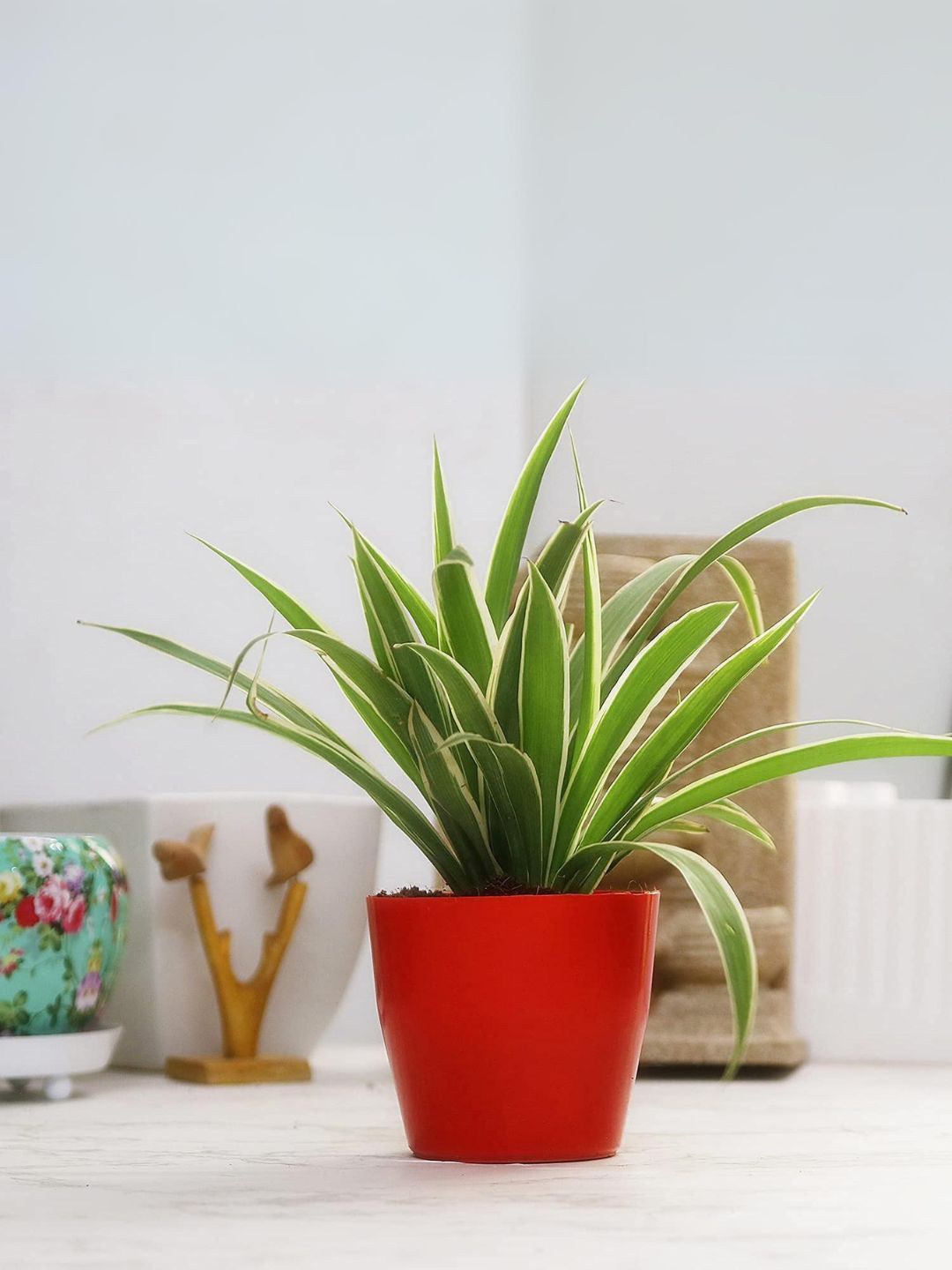 

Leafy Tales Spider Plant In pot, Green