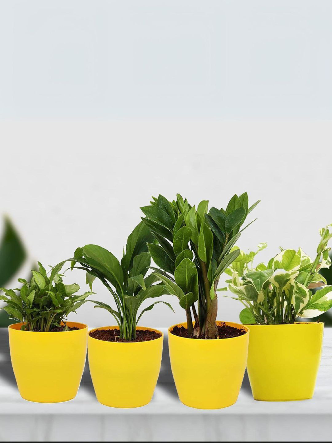 

Leafy Tales Set Of 4 ZZ Plant Peace lily Syngonium Dwarf & White Money Plant With Pots, Green