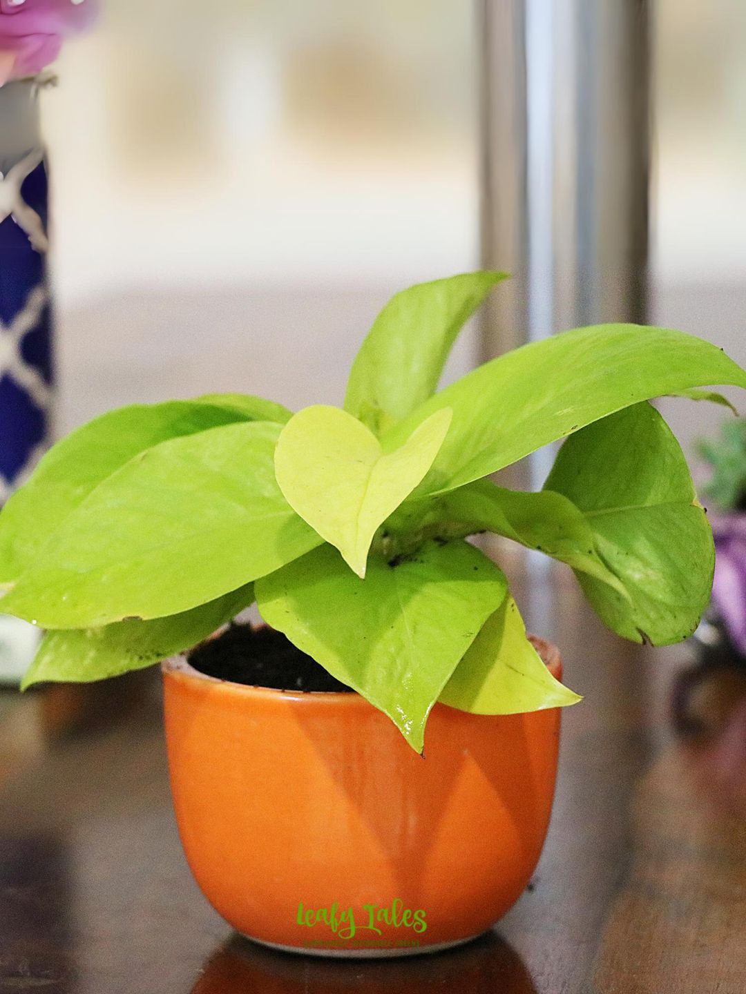

Leafy Tales Golden Money Plant With Ceramic Pot, Green