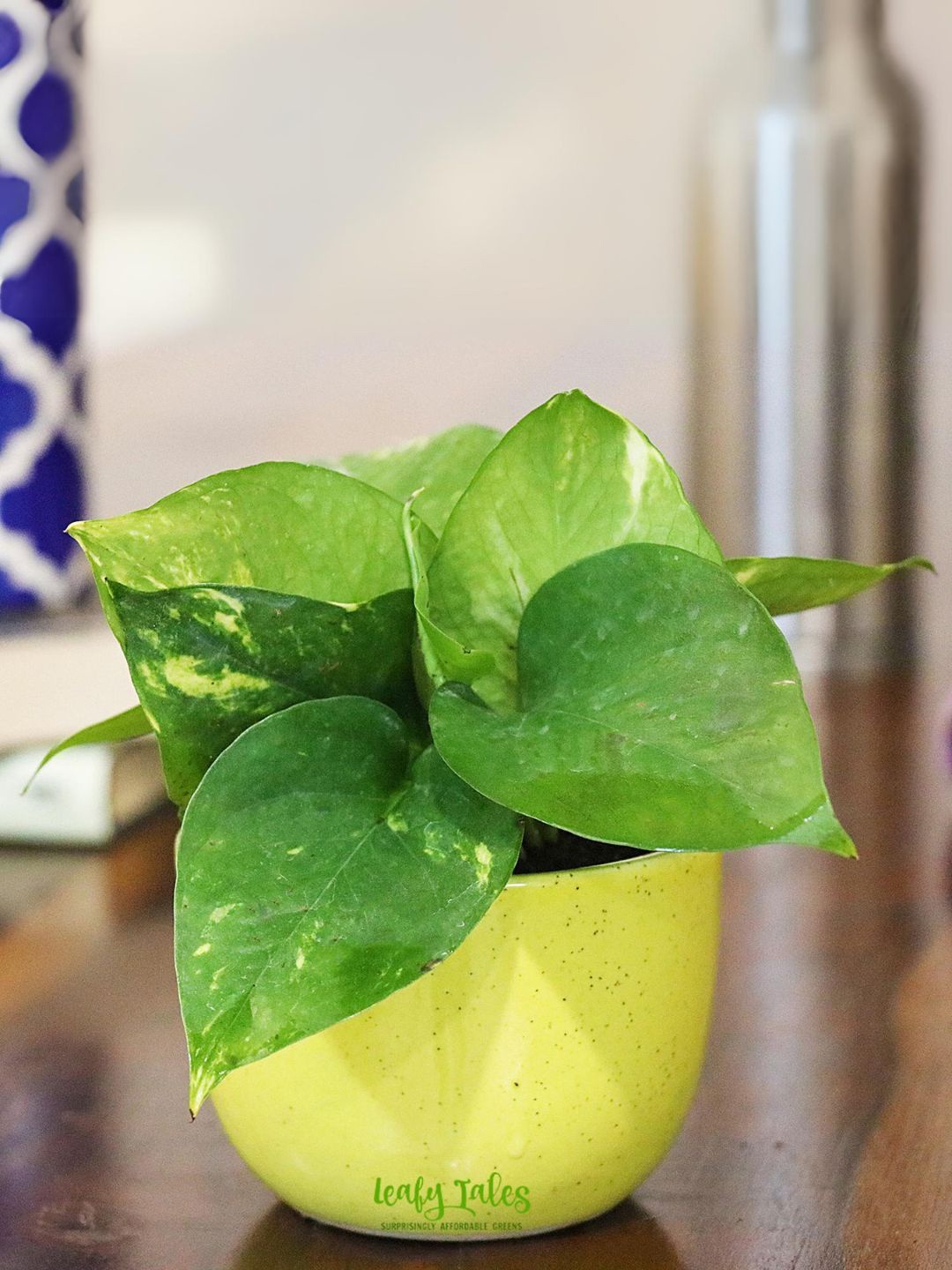 

Leafy Tales Money Plant With Pot 10 inch, Green