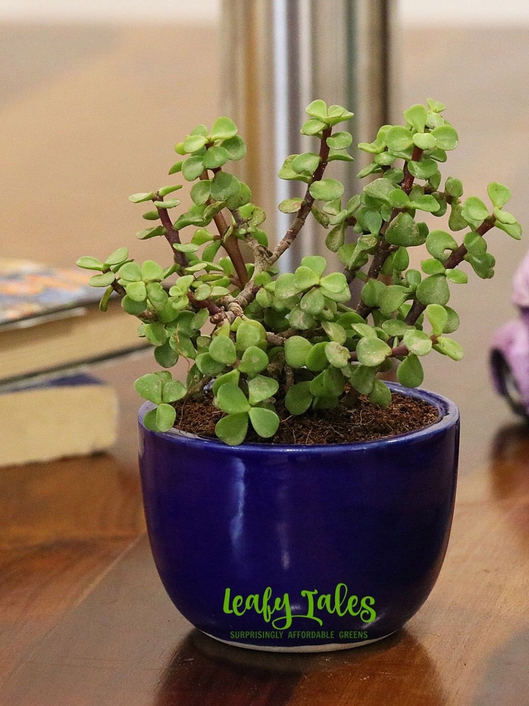 

Leafy Tales Indoor Jade Plant with Pot, Green