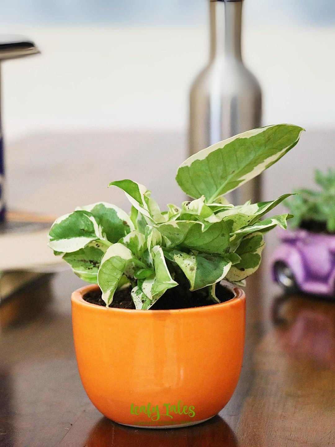 

Leafy Tales Herbs Indoor Live Plants, Green