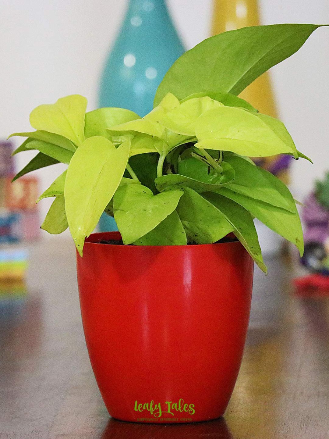 

Leafy Tales Green & Red Money Plant & Pot