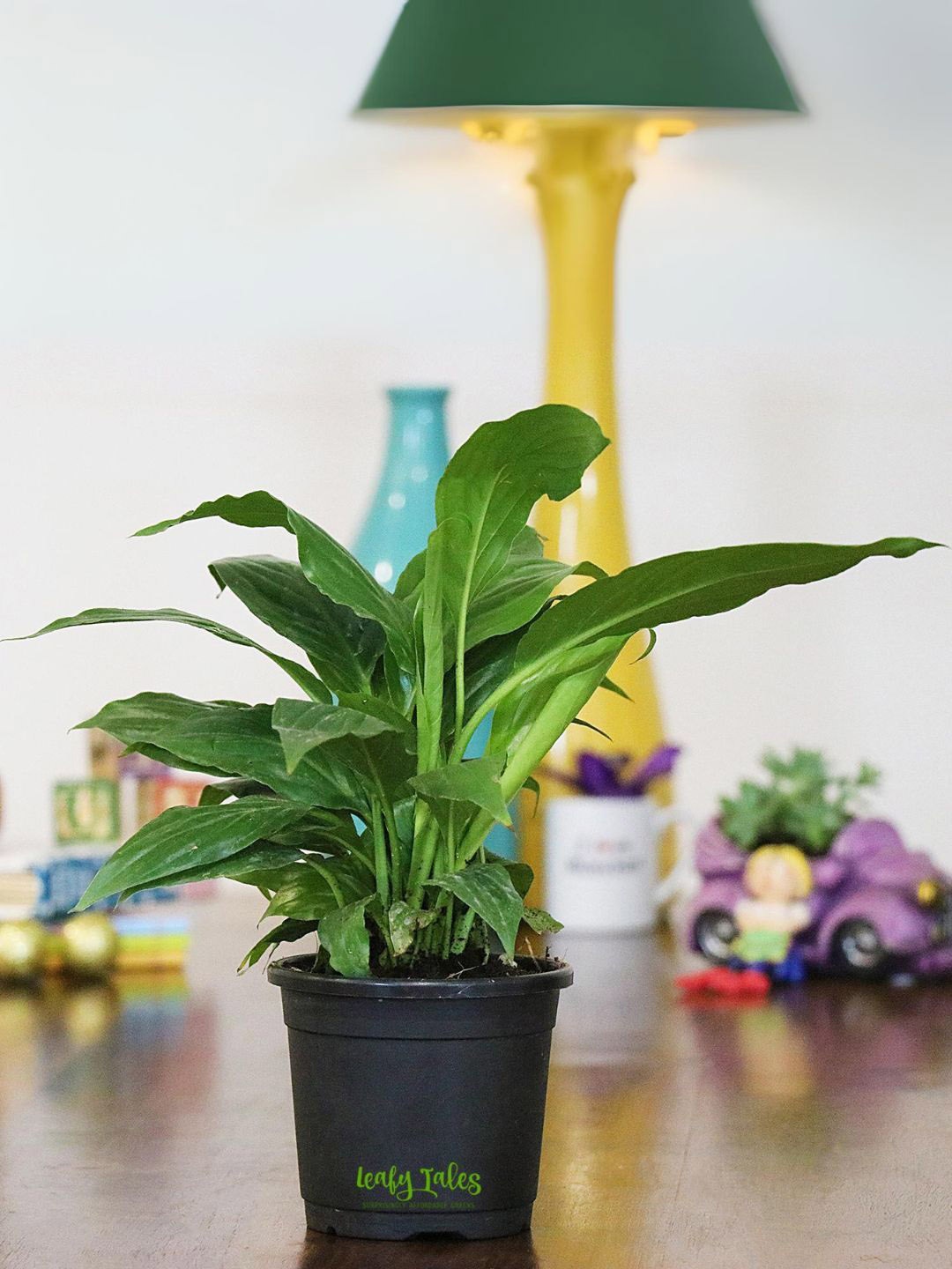 

Leafy Tales Indoor Plant with Pot, Green