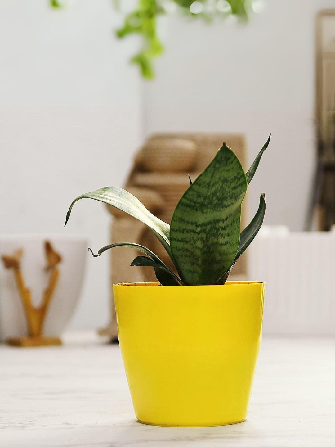 

Leafy Tales Herbs Indoor Live Plants, Green
