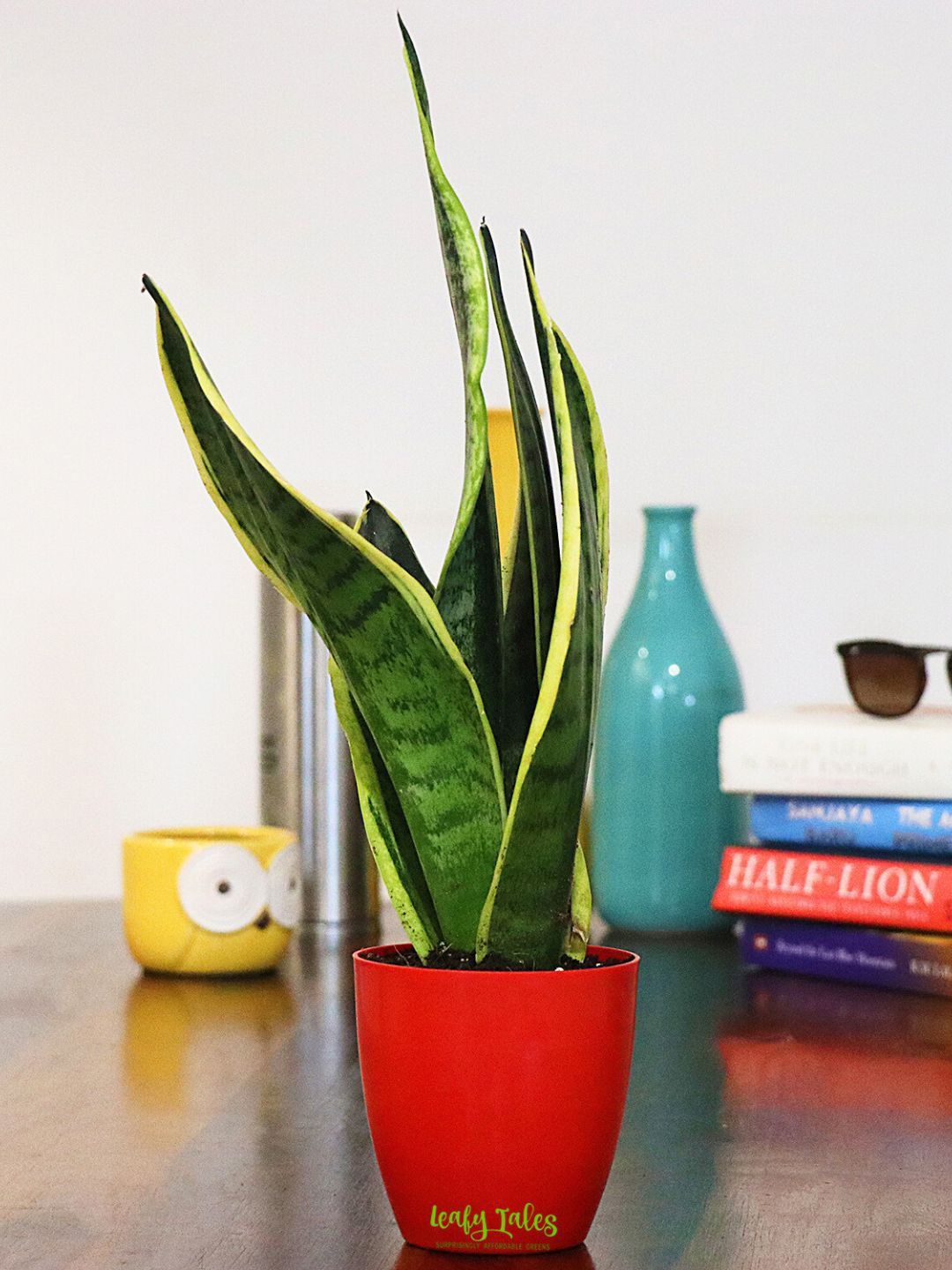 

Leafy Tales Snake Plant With Pot 10 inch, Green