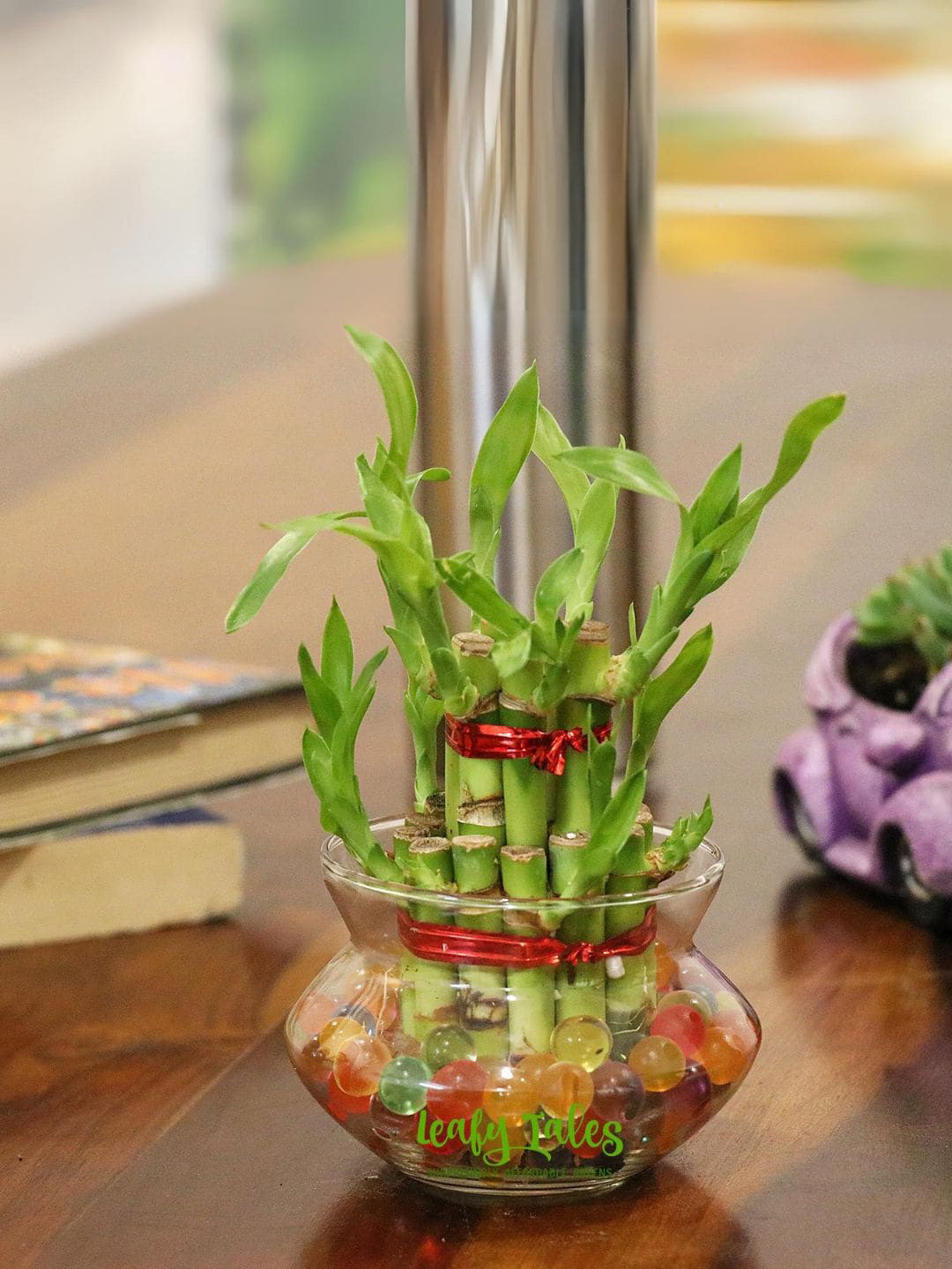 

Leafy Tales Good Luck Live Plant, Green