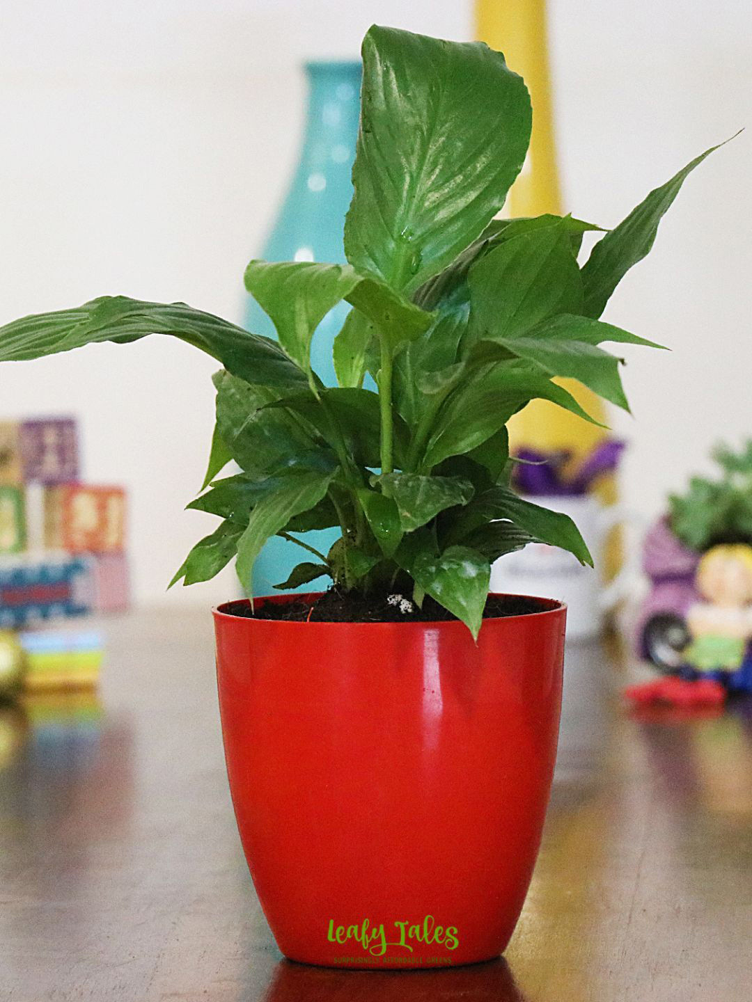 

Leafy Tales Peace Lily, RedPlastic Pot, Green