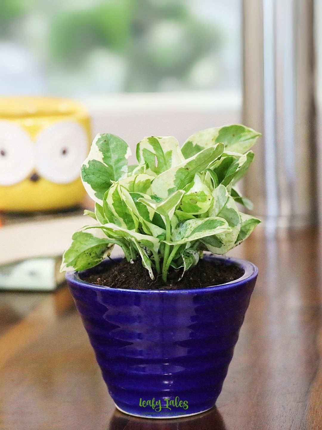 

Leafy Tales Indoor Money Plant with Pot, Green