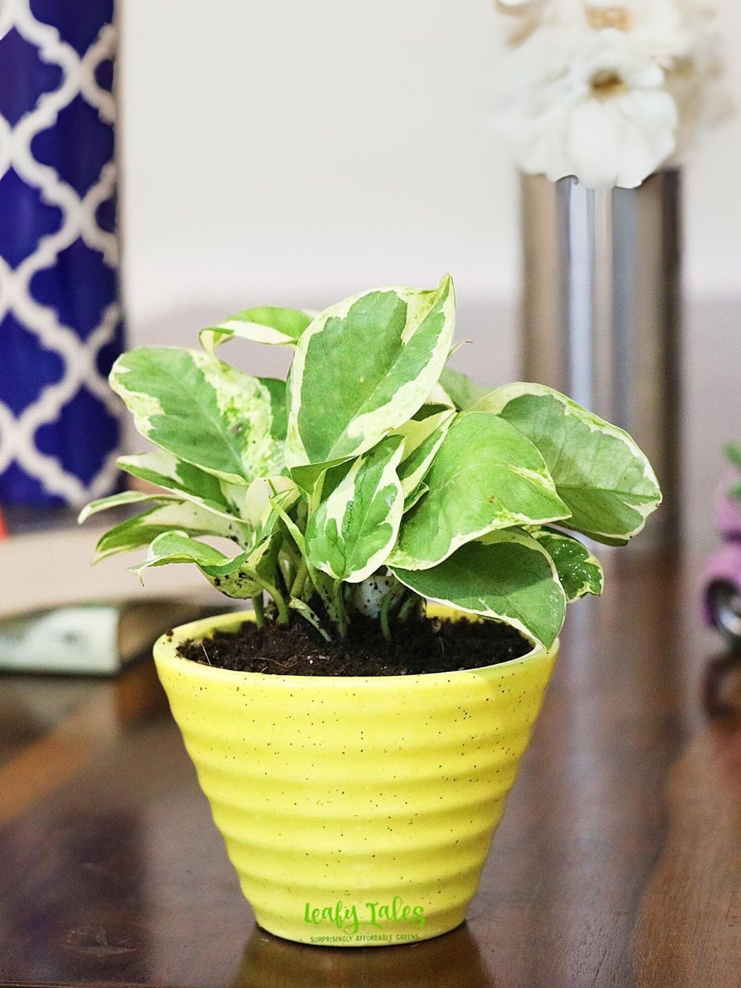 

Leafy Tales Herbs Indoor Live Plants, Green