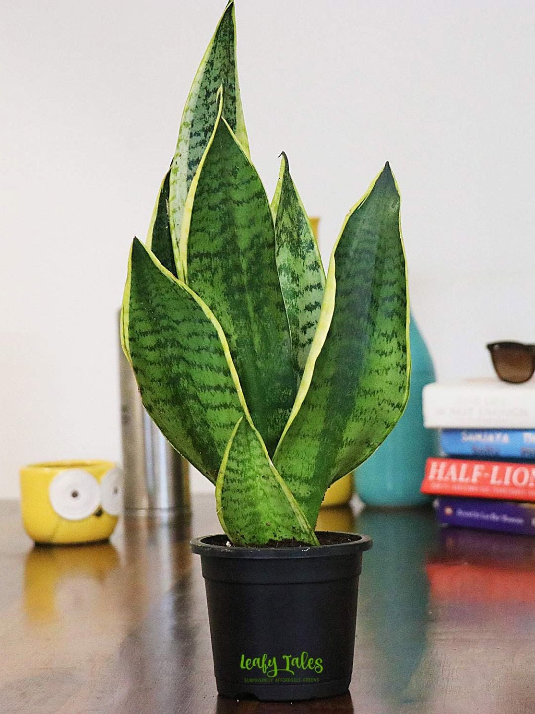 

Leafy Tales Indoor Thailand Plant With Pot-11.81 Inch, Green