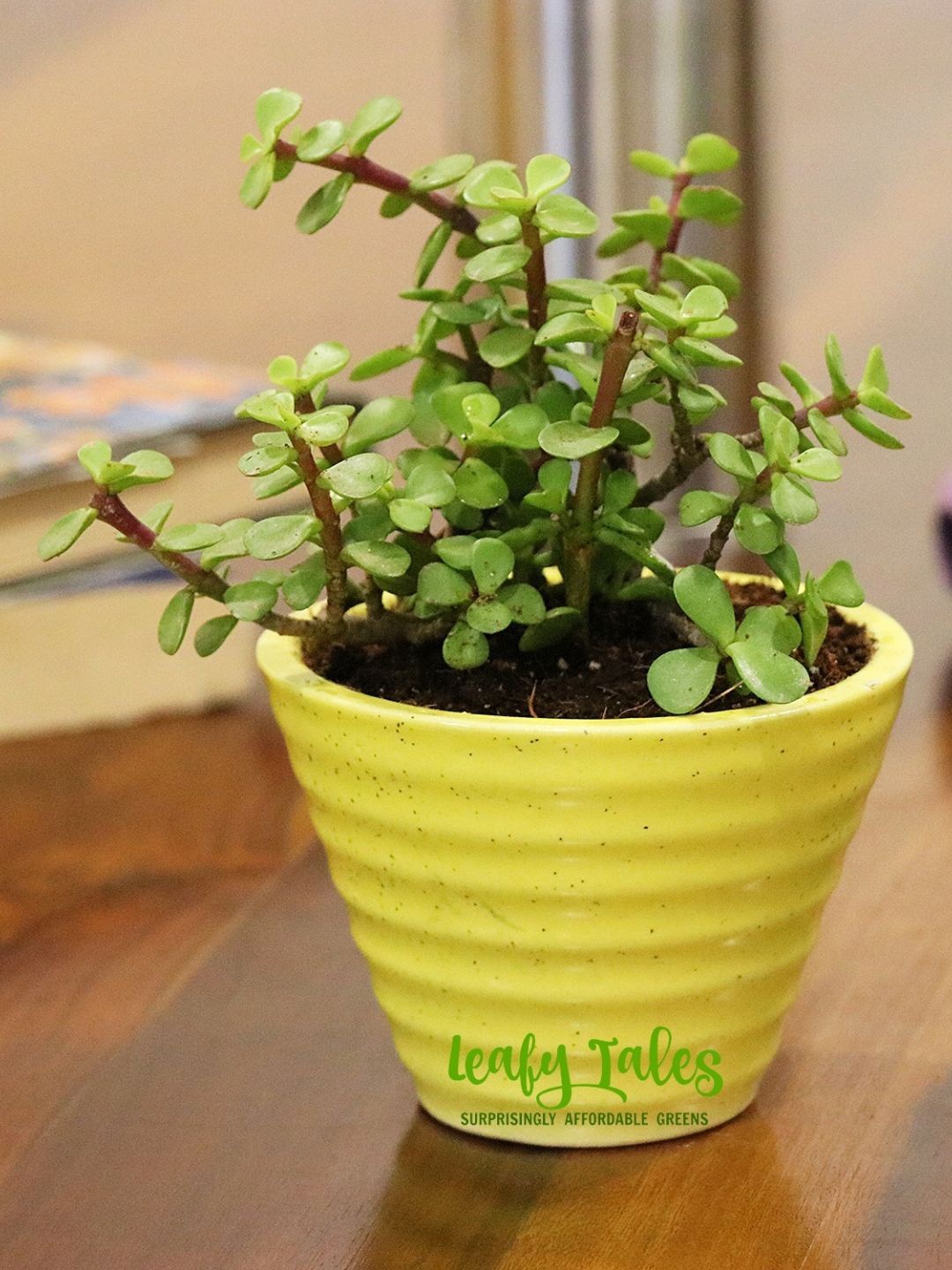 

Leafy Tales Jace Plant With Ceramic Pot, Green
