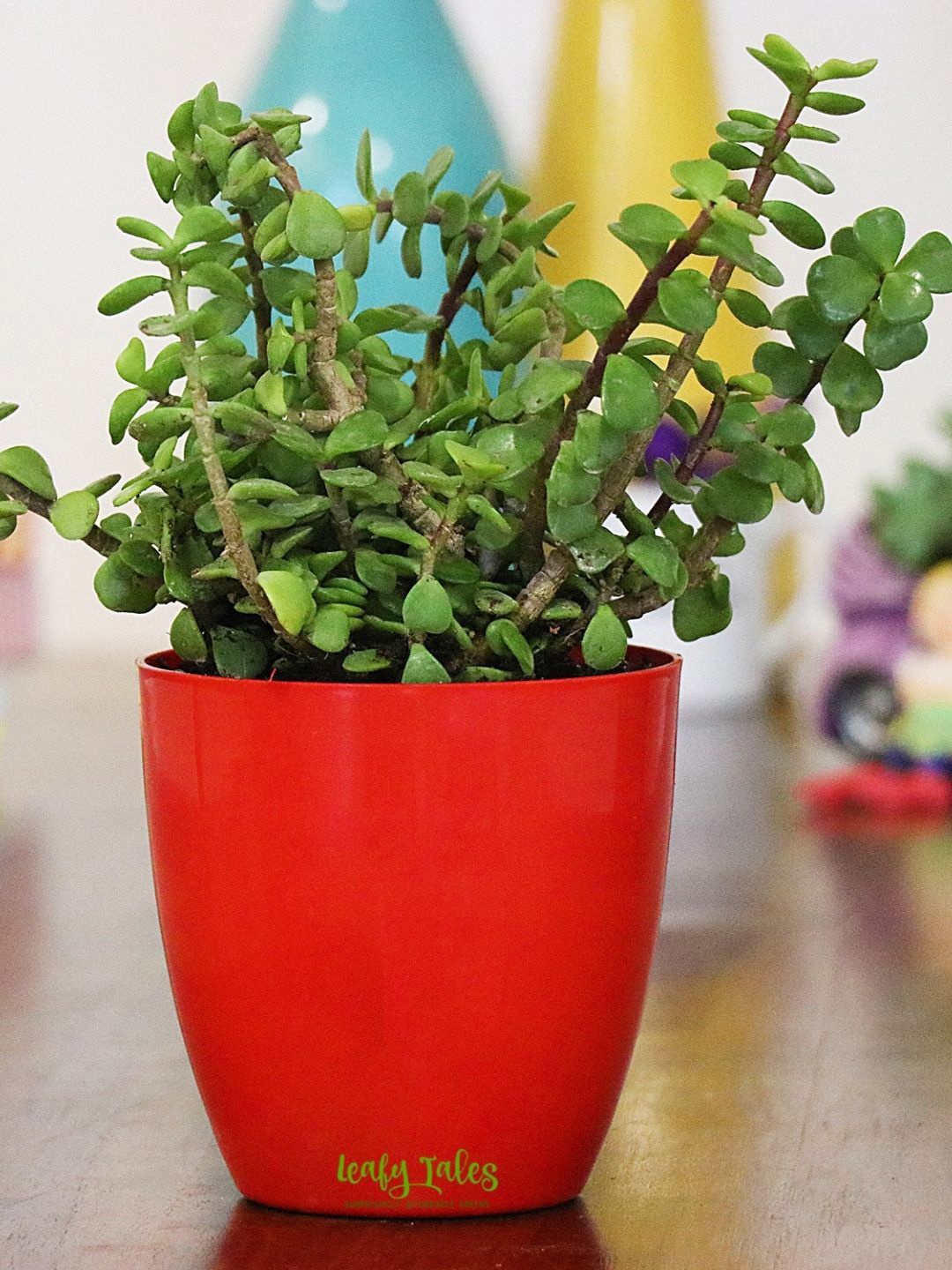 

Leafy Tales Indoor Herbs Live Plant with Pot- 3 inches, Green