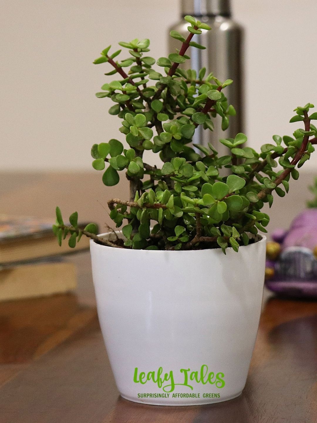 

Leafy Tales Herbs Indoor Live Plants, Green