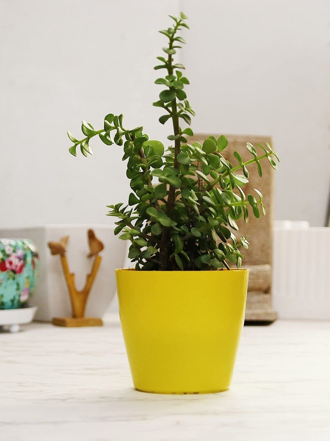 

Leafy Tales Herbs Indoor Live Plants, Green