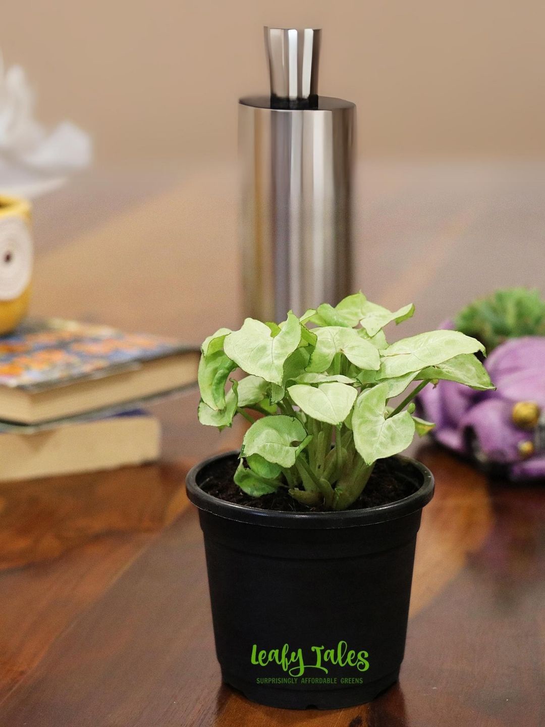 

Leafy Tales Syngonium Indoor Plant & Pot, Green