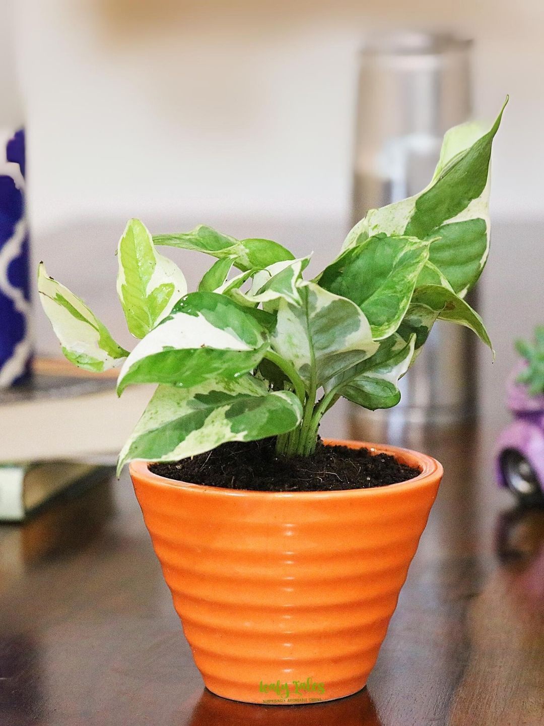 

Leafy Tales Herbs Indoor Live Plants, Green