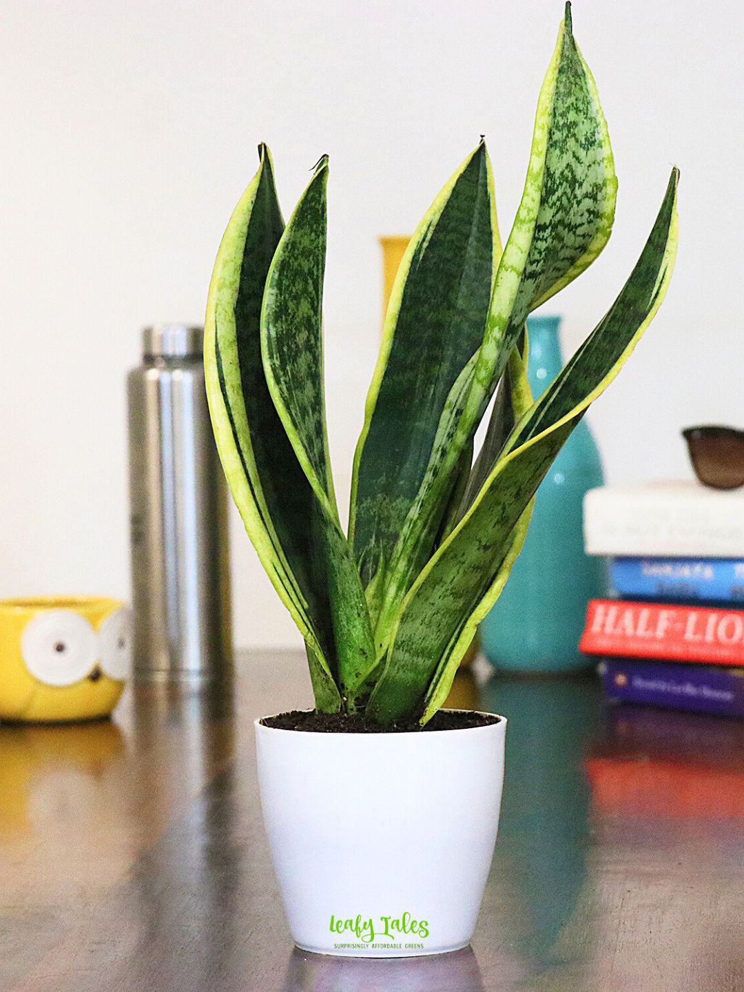 

Leafy Tales Indoor Plant with Pot, Green
