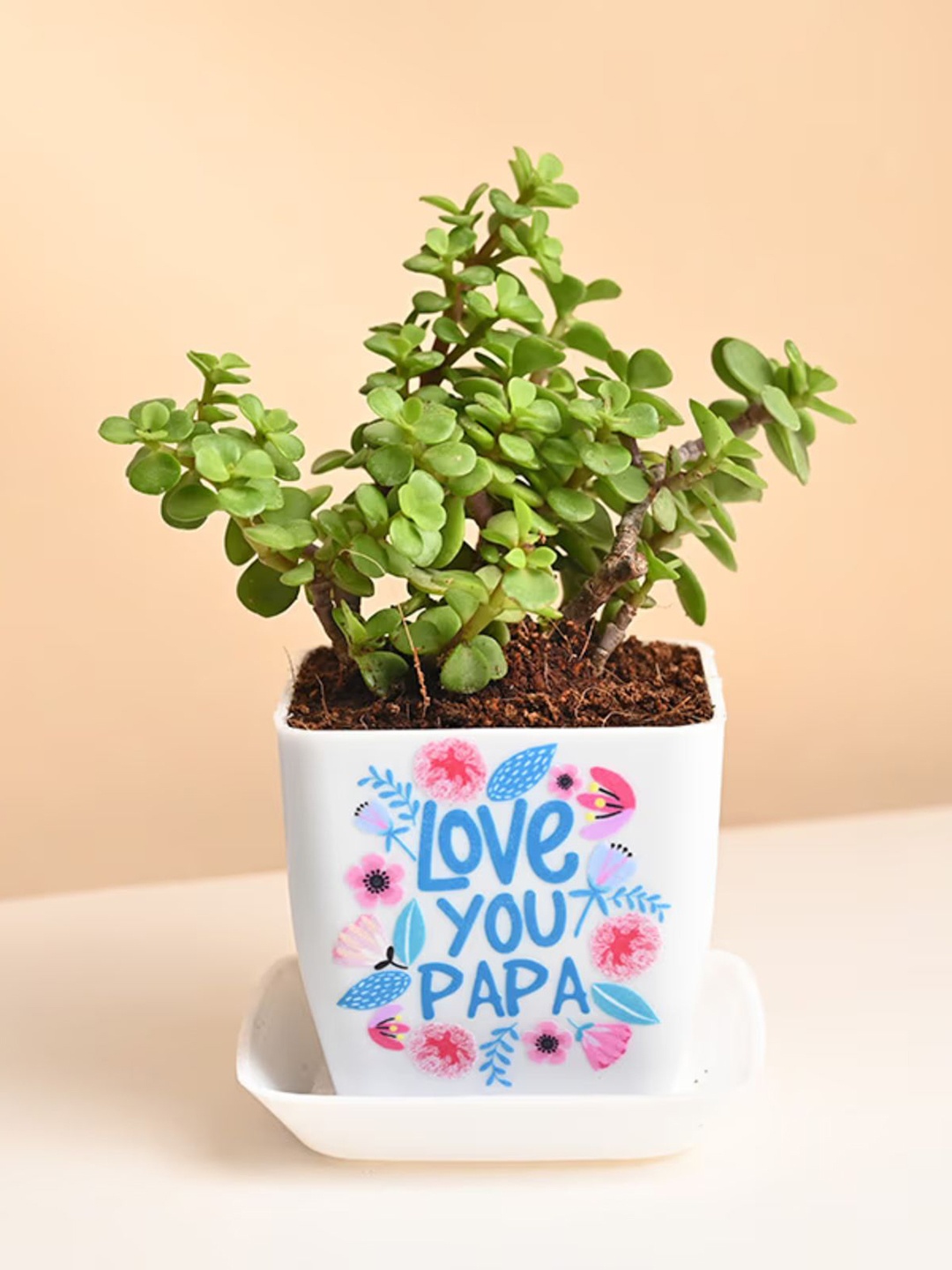 

Floweraura Indoor Jade Plant With Pot, Green
