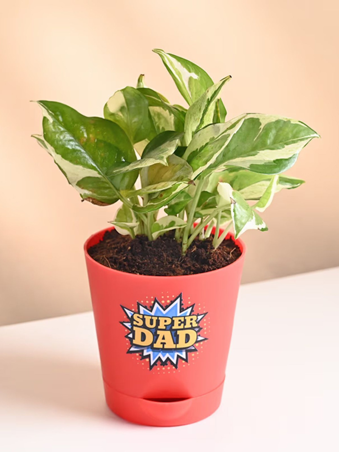 

Floweraura Indoor Pathos Plant With Tapper Pot, Green
