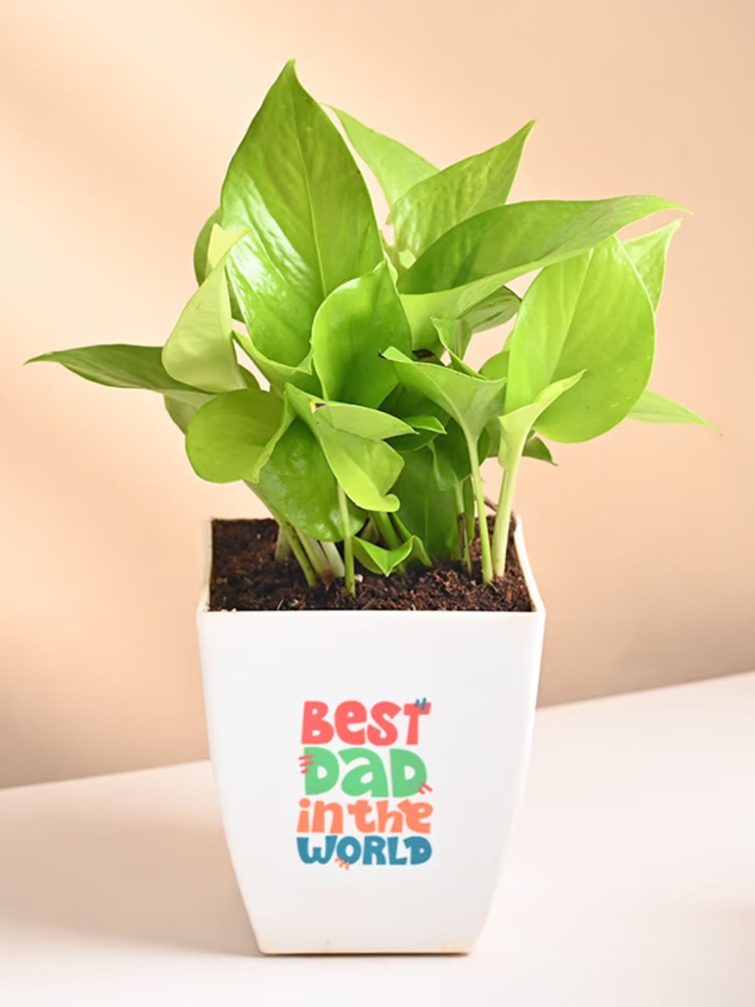 

Floweraura Indoor Money Plant With Pot, Green