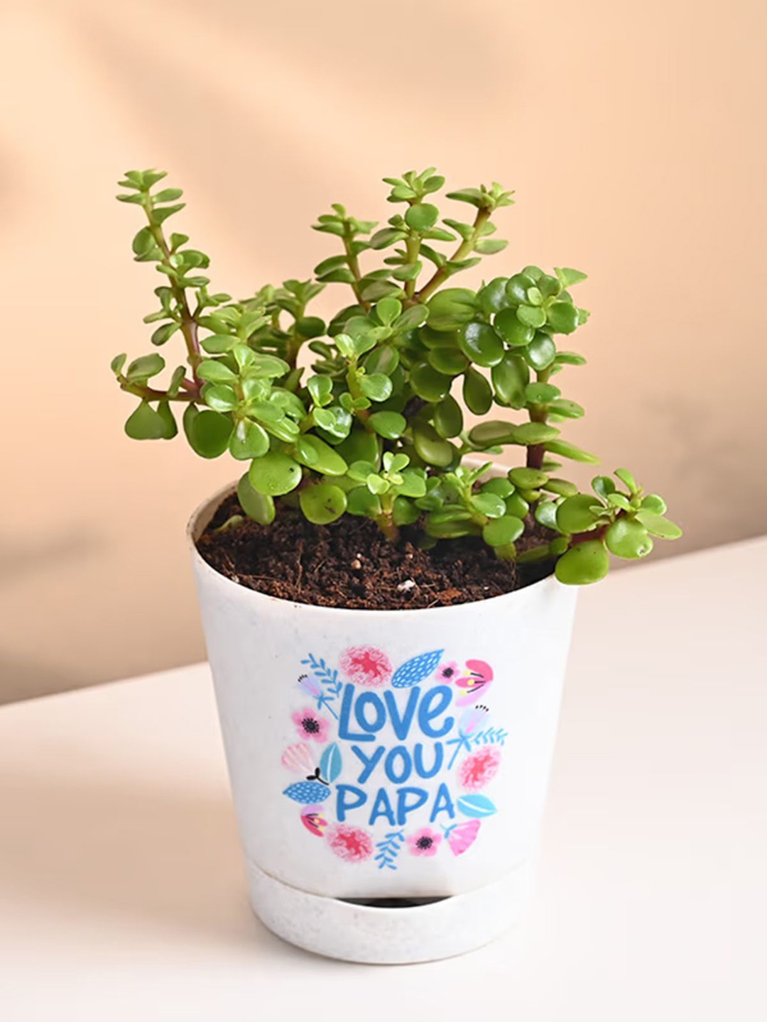

Floweraura Jade Plant With Pot, Green