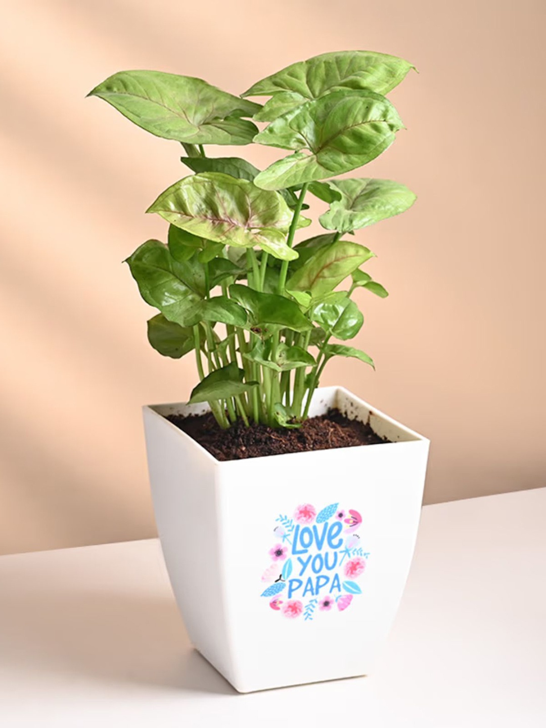 

Floweraura Indoor Syngonium Plant With Pot, Green