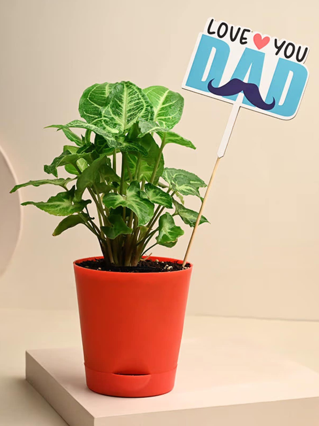 

Floweraura Indoor Syngonium Plant With Tapper Pot, Green