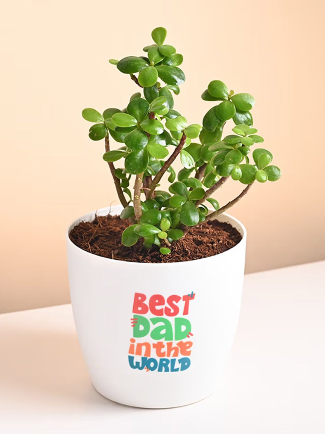 

Floweraura Jade Plant With Pot, Green