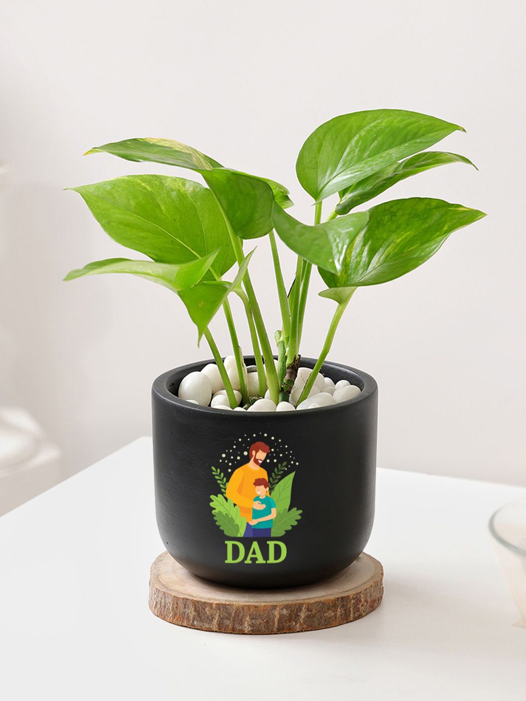 

IGP Green Money Plant With Planter, Multi